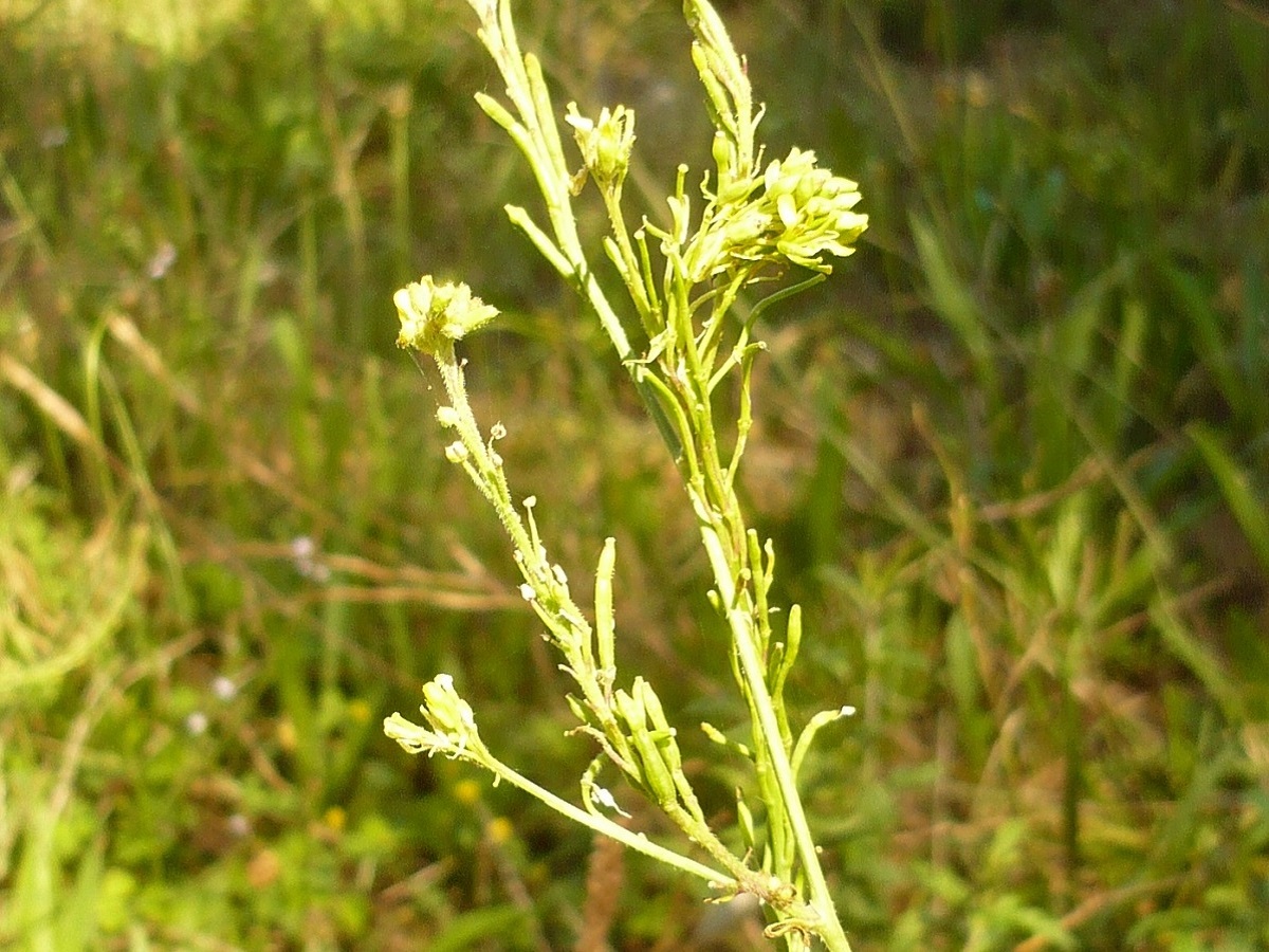 Erucastrum incanum (Brassicaceae)